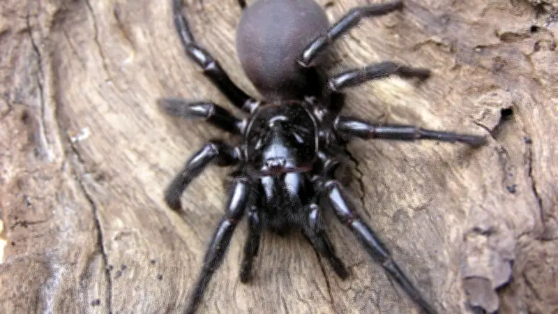 Die giftigsten Spinnen der Welt: Drei Arten, die den Titel verdienen