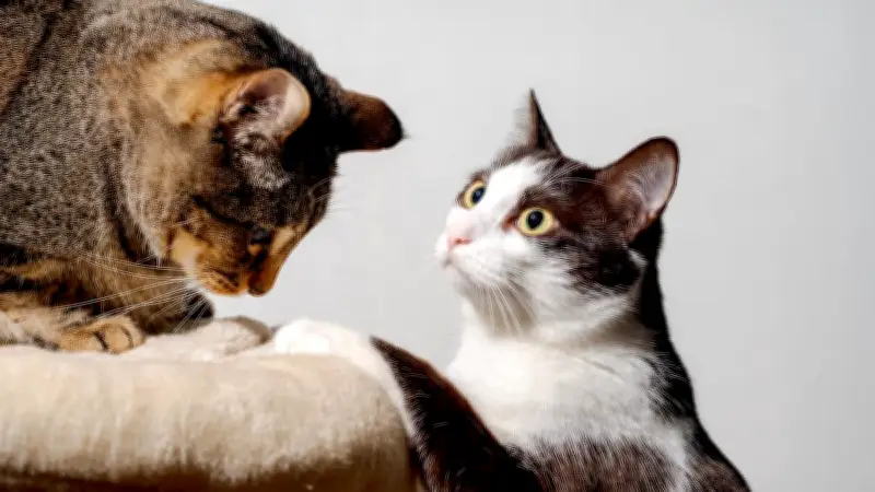 Drama am Kratzbaum: Warum Katzen plötzlich nach Artgenossen schnappen