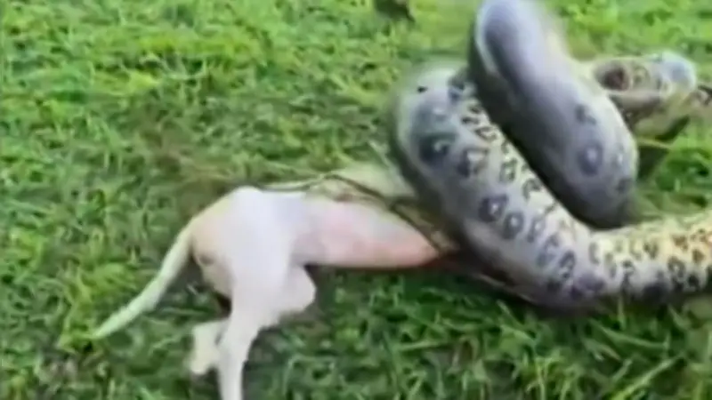 Dramatische Rettung: Soldaten befreien Hund aus Würgegriff einer Riesen-Anakonda