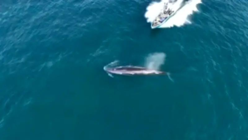 Drohnenvideo zeigt: Fischerboot kollidiert mit Wal vor chinesischer Küste