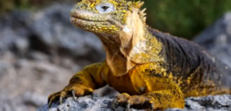 Ecuadors Parlament erlaubt Bergbau auf Galápagosinseln trotz Unesco-Welterbe-Status