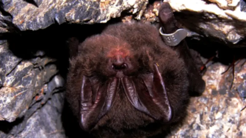 Einzigartiges Winterquartier im Harz: Sieben Fledermausarten überwintern im Mausoleum Selketal