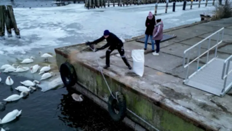 Eisige Not auf Rügen: Ehrenamtliche kämpfen für Schwäne gegen Frost und Vogelgrippe