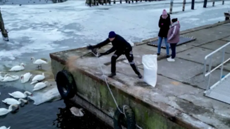 Eisige Not auf Rügen: Helfer kämpfen gegen Hunger und Vogelgrippe bei Schwänen