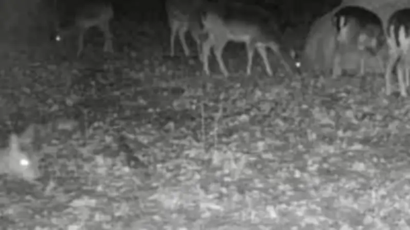 Eisregen in Brandenburg: Jäger berichtet von dramatischen Wildtierverlusten durch Frost und Hunger