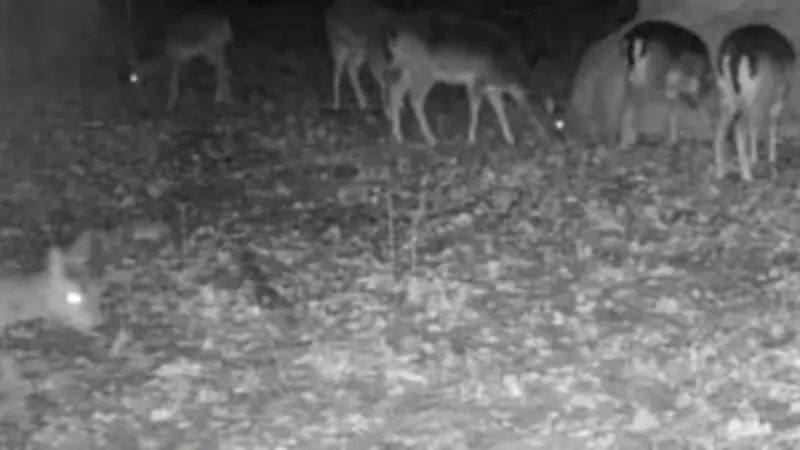 Eisregen in Brandenburg: Jäger berichtet von dramatischen Wildtierverlusten im Wald