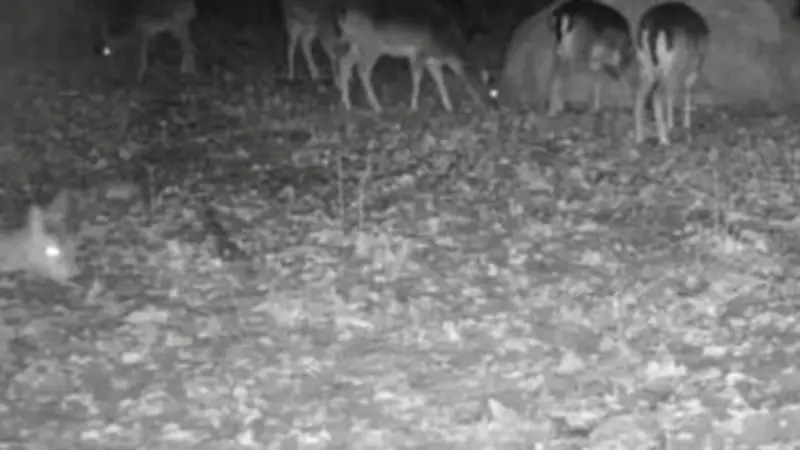 Eisregen in Brandenburg: Wildtiere kämpfen ums Überleben - Jäger berichtet von dramatischen Verlusten