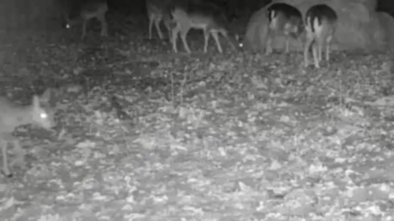 Eisregen verwandelt Wälder in Todesfallen: Jäger berichtet von dramatischen Wildtier-Szenen