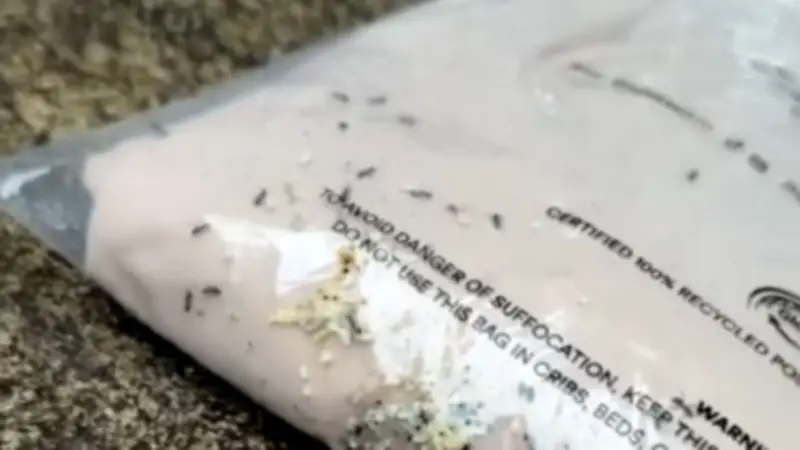 Ekel-Alarm im Paket: Mode-Bestellung enthüllt unerwartete Krabbeltiere