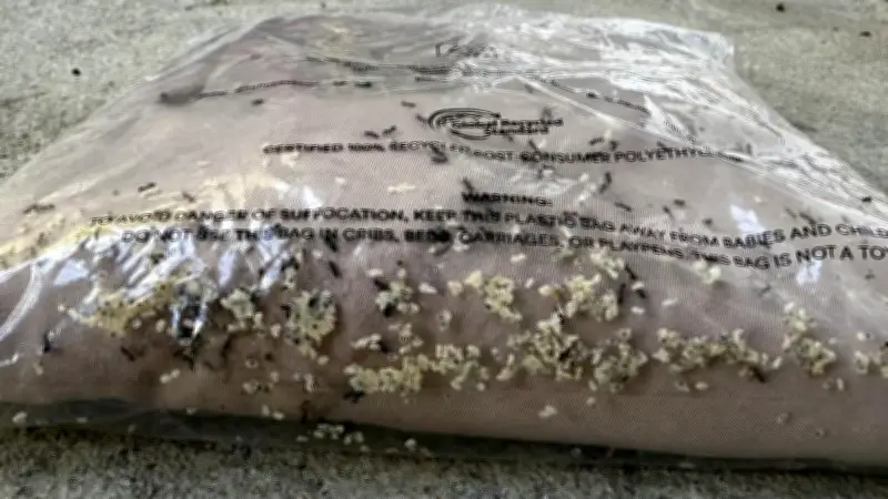 Ekel-Paket aus Australien: Ameisen statt Kleider im Online-Shopping