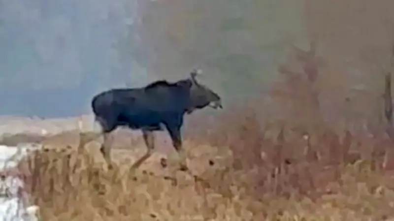 Elch bei Dessau-Roßlau: Wildtierkamera und Spaziergänger filmen seltenes Tier am helllichten Tag