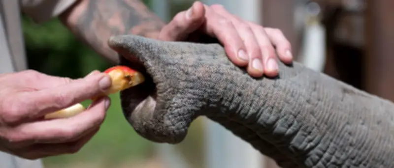 Elefantenrüssel als Vorbild: Wie Tasthaare die Robotertechnik revolutionieren