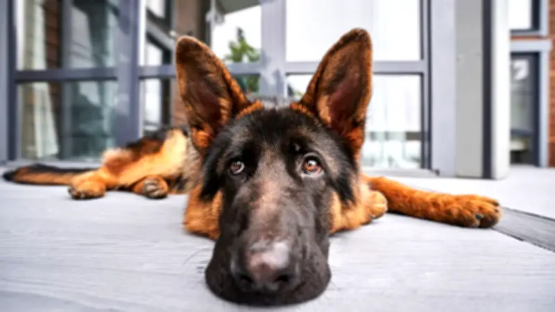 Emotionale Distanz beim Hund: Wenn Vierbeiner innerlich kündigen