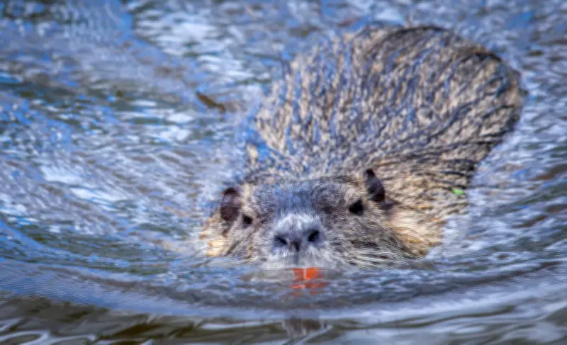 Emsland investiert 150.000 Euro in Nutria-Bekämpfung zum Schutz der Deiche