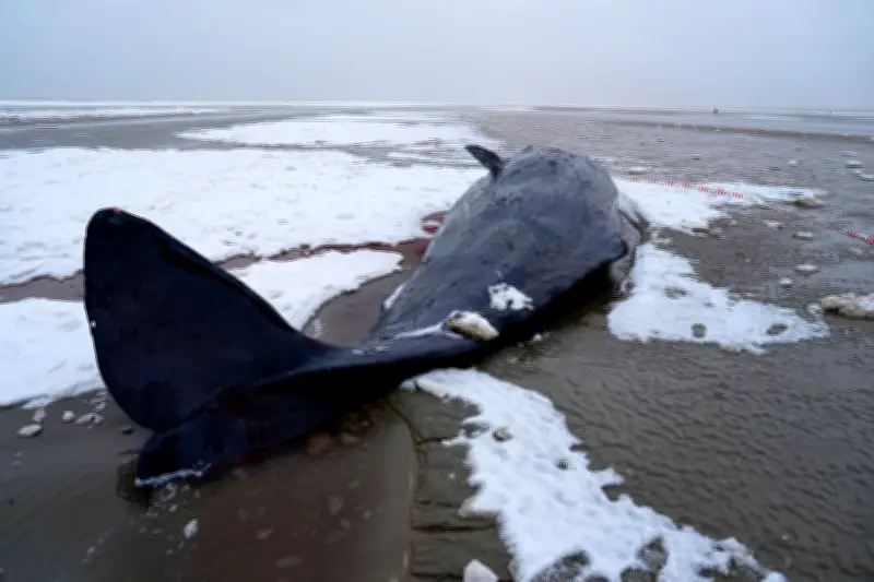 Erneut Pottwal-Strandungen in Dänemark: Dritter Vorfall in diesem Jahr