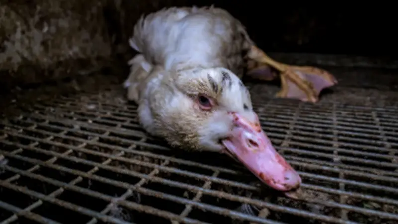 Erneuter Tierquälerei-Skandal in Brandenburg: Versteckte Kamera enthüllt grausame Zustände