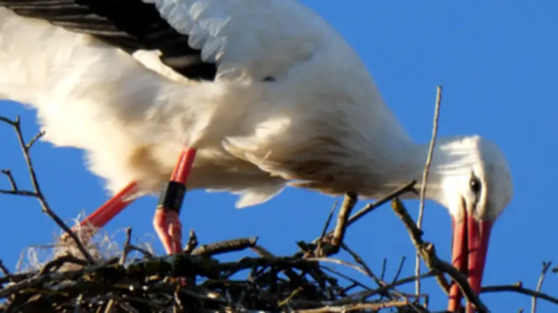 Erster Storch in Güstrow gesichtet: Frühlingsbote Adebar kehrt zurück