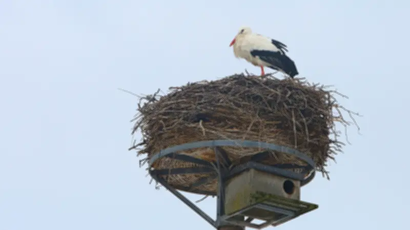Erster Storch in Woggersin trotzt Winterkälte – Tierfreunde unterstützen mit Futter