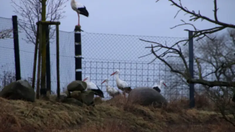Erster Storch kehrt nach Vorpommern zurück: Pünktliche Ankunft in Papendorf