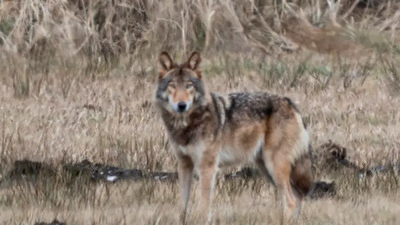 Experte erklärt: So verhalten Sie sich bei Wolfsbegegnungen in Mecklenburg-Vorpommern