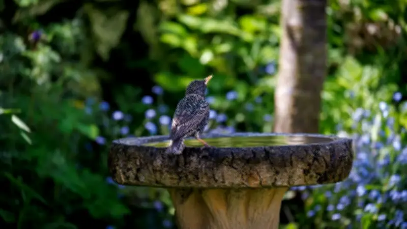 Experten warnen: Kupfermünze in Vogeltränke ist keine gute Idee