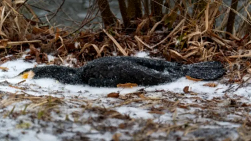 Extreme Kälte und Eis töten Wasservögel in der Uckermark