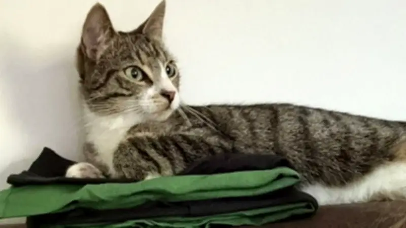 Familie Lindner sucht verzweifelt nach ihrer Katze Nala in Prenzlau