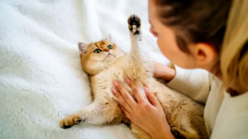 Fauchen und Protestpinkeln: 7 häufige Missverständnisse in der Katzensprache