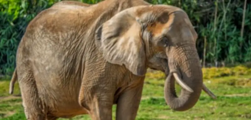 Feuerwehreinsatz im Opel-Zoo: Elefantenkuh »Lilak« nach Sturz gerettet