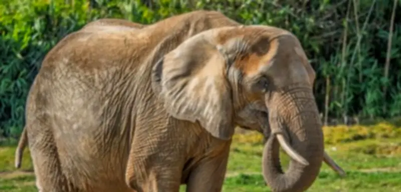 Feuerwehrmann rettet Elefantenkuh im Zoo: So halfen sie der umgekippten Lilak