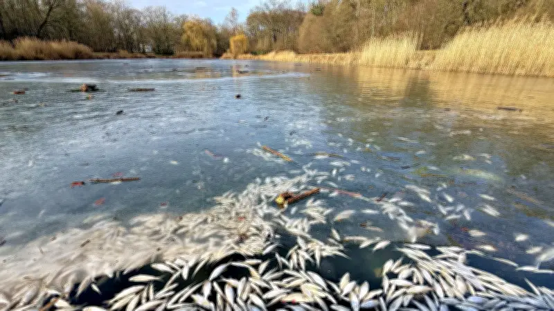 Fischsterben im Viereckteich Dessau-Roßlau: Stadtverwaltung und Anglerverein widersprechen sich
