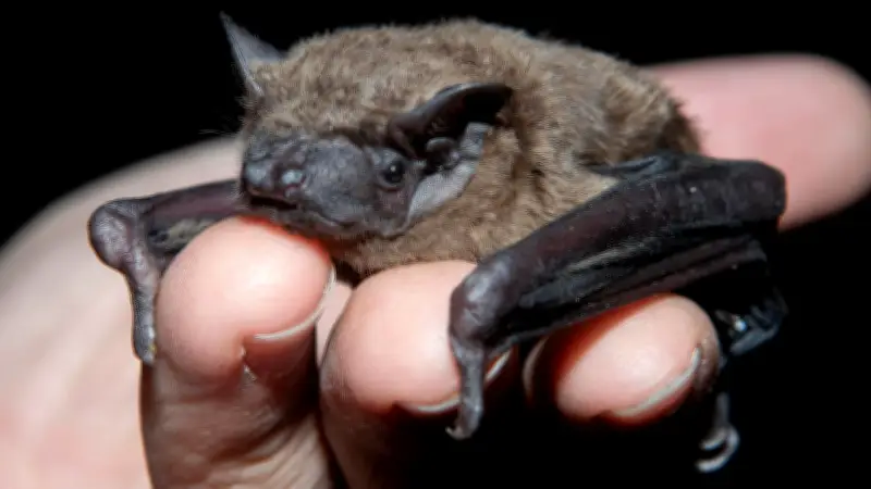 Fledermaus-Streit in Halstenbek: Großprojekt mit 350 Jobs droht zu scheitern