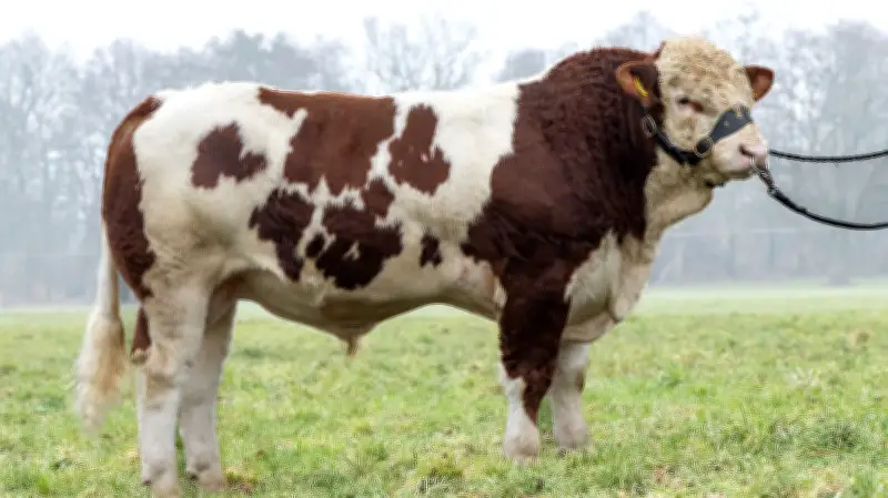 Fleischrindbullen aus Seenplatte und Vorpommern wechseln bei Online-Auktion die Besitzer