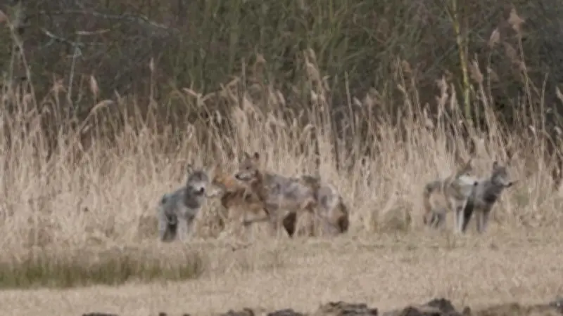 Fotograf entdeckt komplettes Wolfsrudel am helllichten Tag bei Hintersee