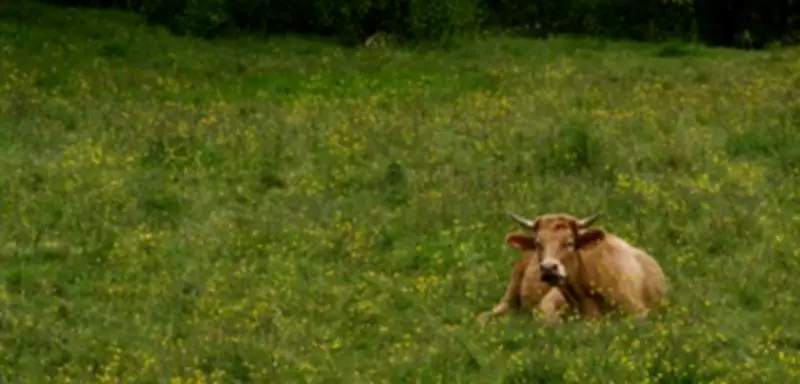 Frankreich ruft zu weniger Fleischkonsum auf: Neue Ernährungsstrategie für Gesundheit und Klima