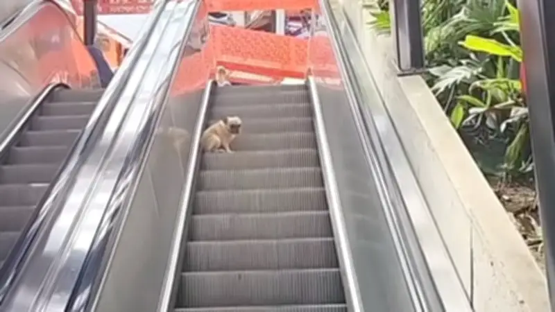 Französische Bulldogge erobert Rolltreppe in Medellín: Ein tierischer Spaßmoment