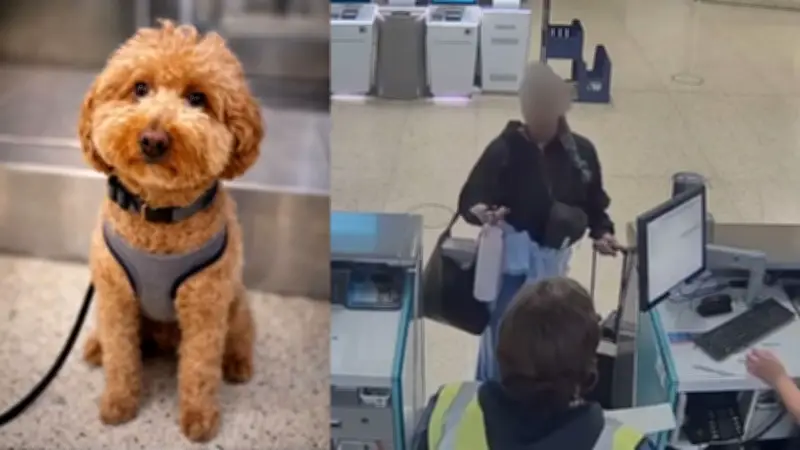 Frau setzt Hund am Flughafen Las Vegas aus - fehlende Papiere am Check-In