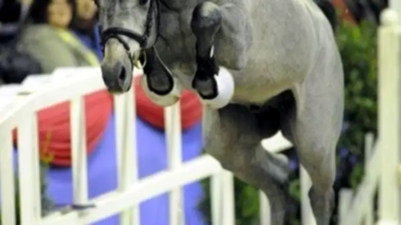 Freispringwettbewerb in Gadebusch: Junge Hengste zeigen ihr Talent ohne Reiter