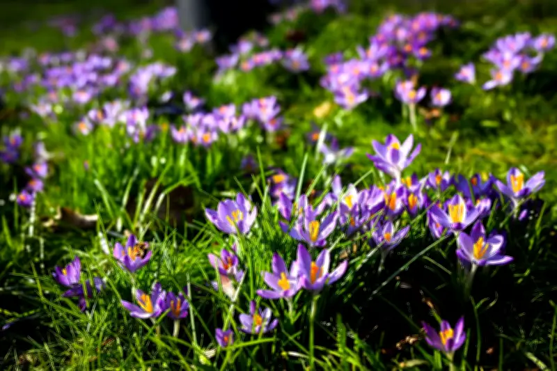 Frühblüher-Gefahr für Kinder und Haustiere: Diese Pflanzen sind giftig