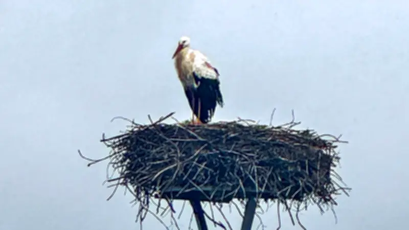Frühe Heimkehr der Störche in Bitterfeld: Risiken für die Vögel im Winter