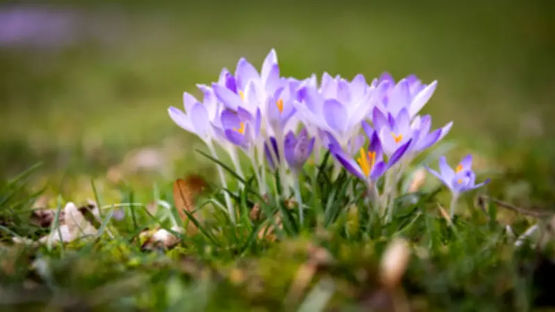 Frühlingsanfang 2026: Meteorologisch am 1. März, astronomisch am 20. März