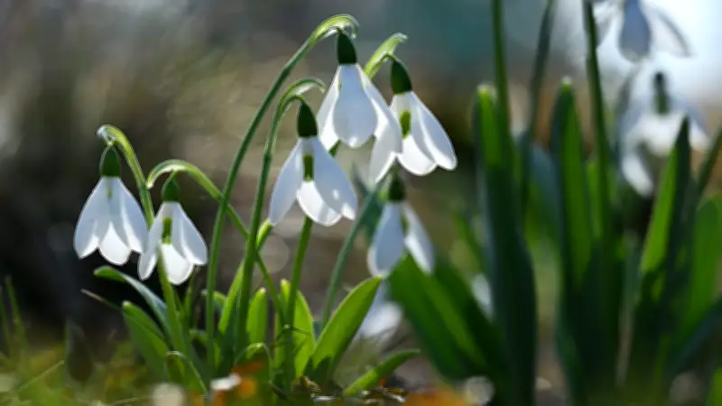 Frühlingsanfang 2026: Warum es zwei offizielle Starttermine gibt und was der Frühling bewirkt