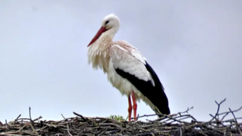 Frühlingsbote im Jessener Land: Erster Storch der Saison 2026 gesichtet