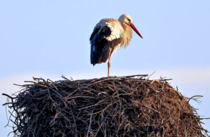 Frühlingsboten kehren zurück: Erste Störche in der Region Bernburg gesichtet