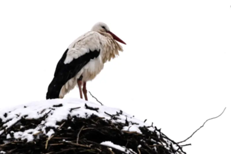 Frühlingsboten trotzen dem Winter: Erste Störche kehren pünktlich in Brutgebiete zurück