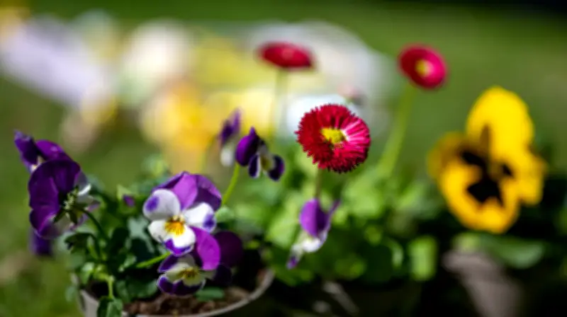 Frühlingserwachen in Brandenburg: Temperaturen steigen, Pollenflug beginnt