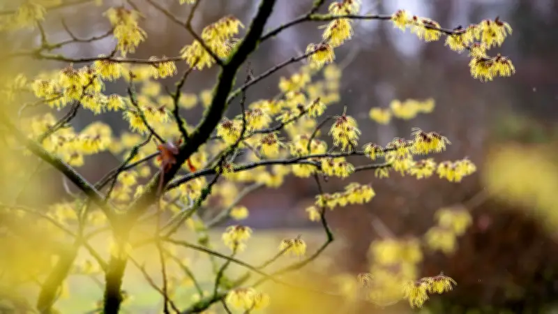 Frühlingserwachen in Sachsen-Anhalt: Milde Westströmung vertreibt den Winter