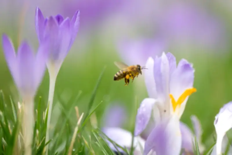 Frühlingserwachen in Sachsen: Bienen starten mit Pollensammeln in die neue Saison