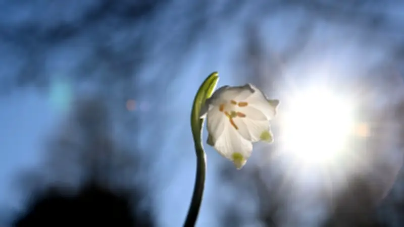 Frühlingserwachen mit über 20 Grad: Sonniges Wochenende lockt, doch Zecken und Pollen warnen
