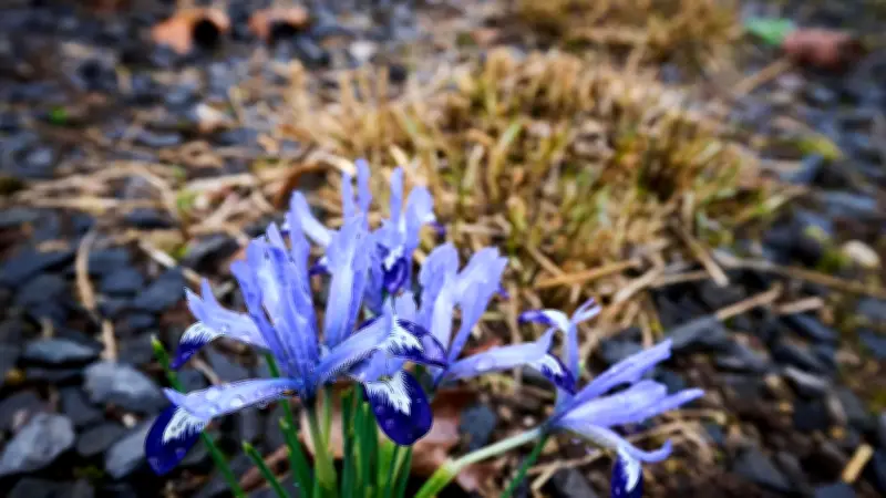 Frühlingserwachen: Temperaturen steigen auf bis zu 20 Grad - Winterjacke kann weg